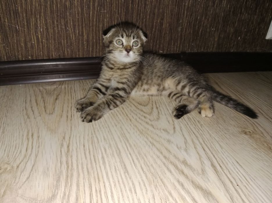 Девочка Табби черепаховая подросшая