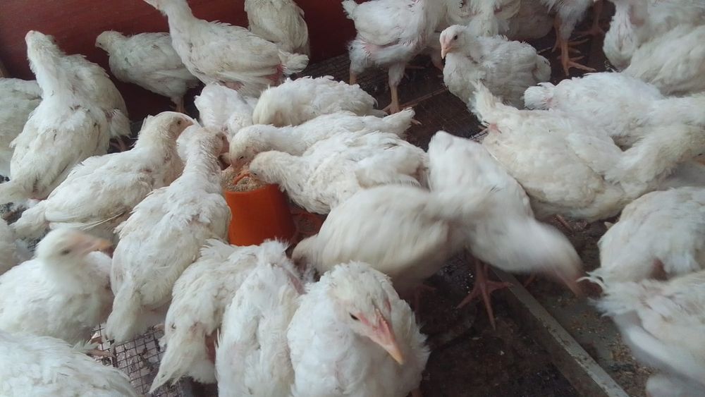Продам цыплят бройлеров привитые шустрые