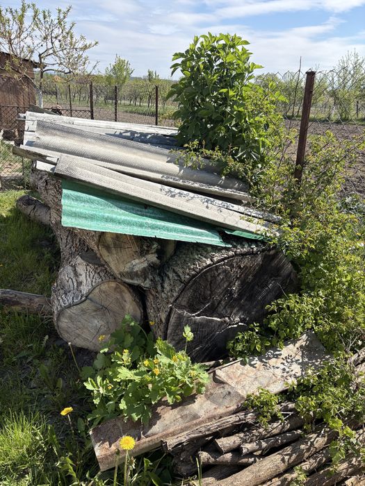 Vand nuc uscat in Sarasau