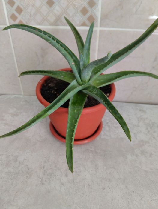 Продам алое лечебное (3 года)