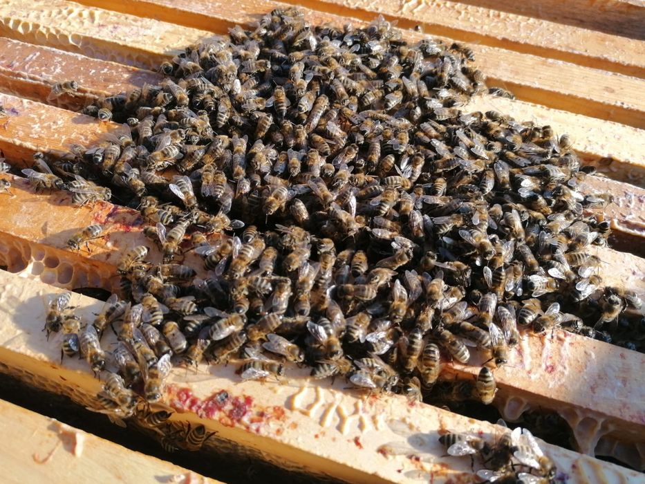 Vând familii de albine, Sibiu