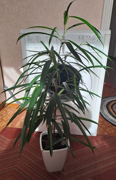 Продам комнатные цветы разные