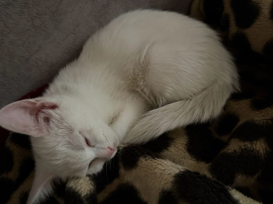 Котяты бесплатно