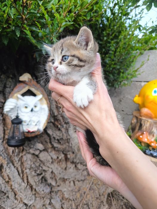 Шотландская вислоухая