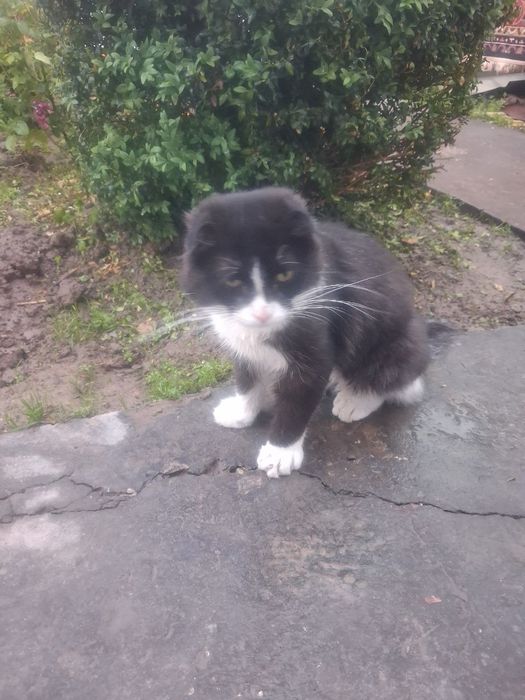 Oq qora rangli mushuk uy mushugi