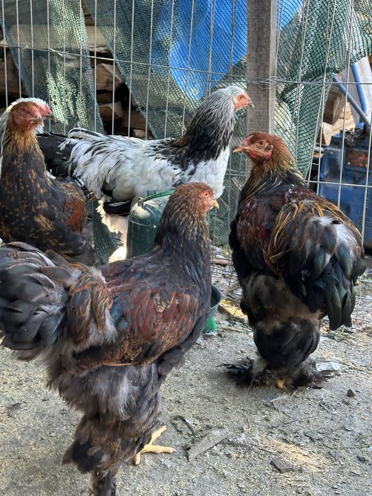 Disponibili cocosi brahma tineret
