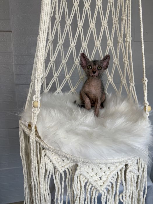Lykoi cu pedigree (diferit de Sphynx)
