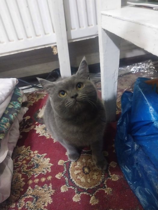 Mishak sotiladi olmoqchi bulganla tel qilsin baxurcha gaplashib olamiz