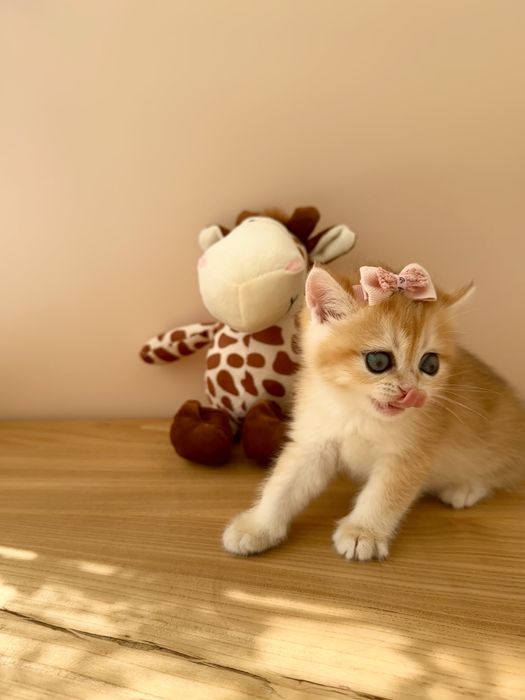 Золотые шиншиллы котята из питомника