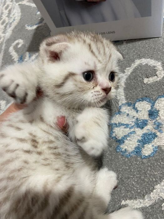 Скоттиш фолд. Кот. Вязка