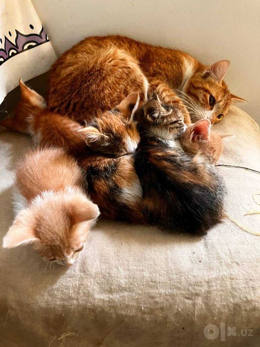 Котята отдам бесплатно