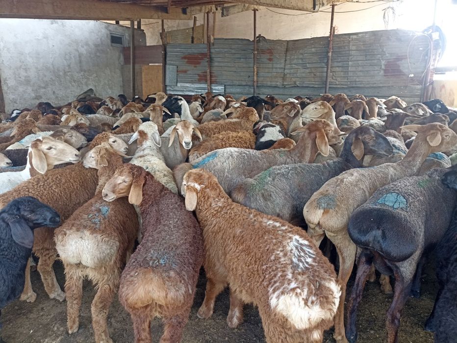 Кой кой  токты козы сек марка