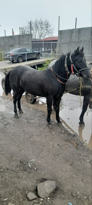 Vând armăsar tânăr