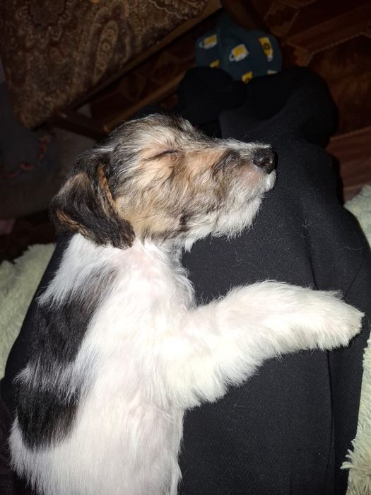 Продам щенка фокстерьера