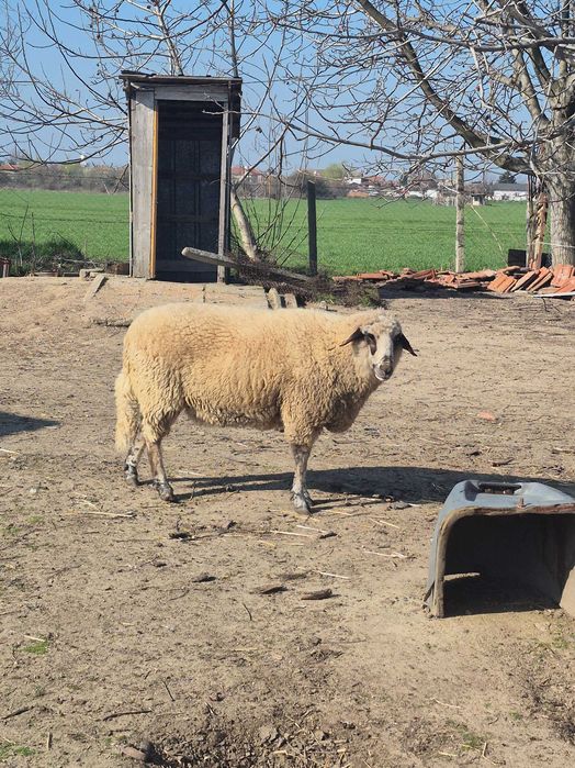 Коч на 2 години.