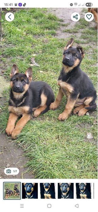 Exemplare ciobanesc german