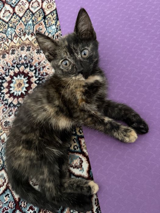 Котенок маленький