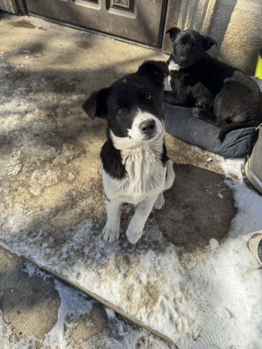 Отдам в добрые руки щенки