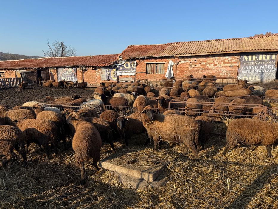 200 броя овце карнобатска местна порода