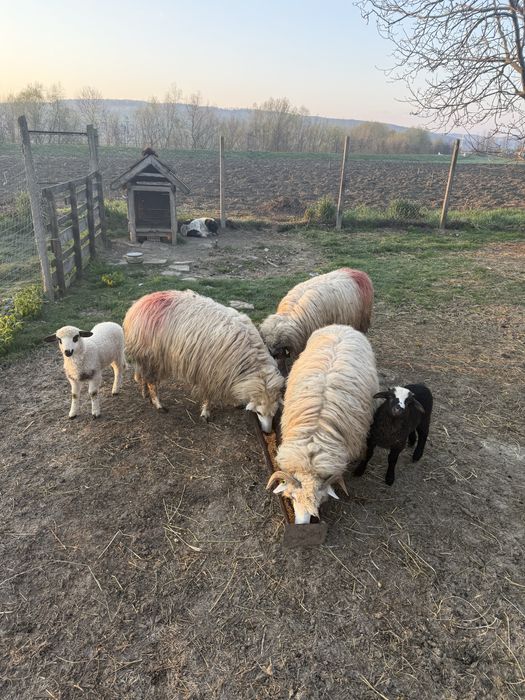 Vand 3 oi tinere cu mielute langa ele!