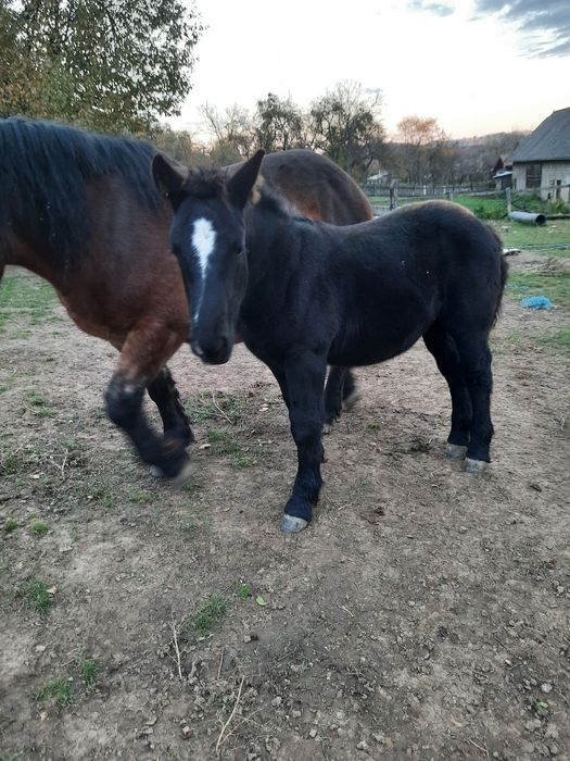 Vând mânz de 3 luni