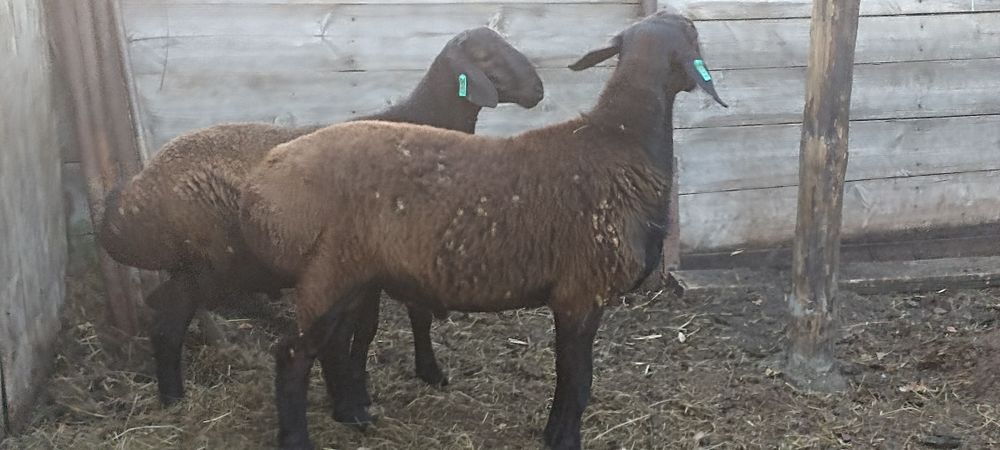 Кошкар Гиссарской породы