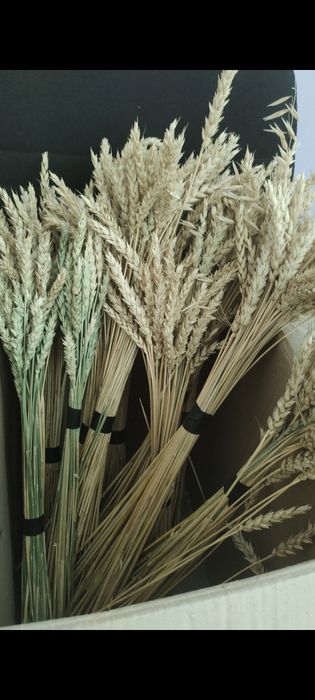 Колосья пшеницы букет