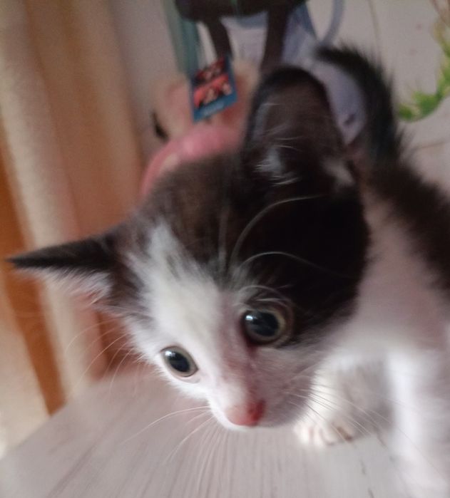 Домашние котята девочка и мальчик