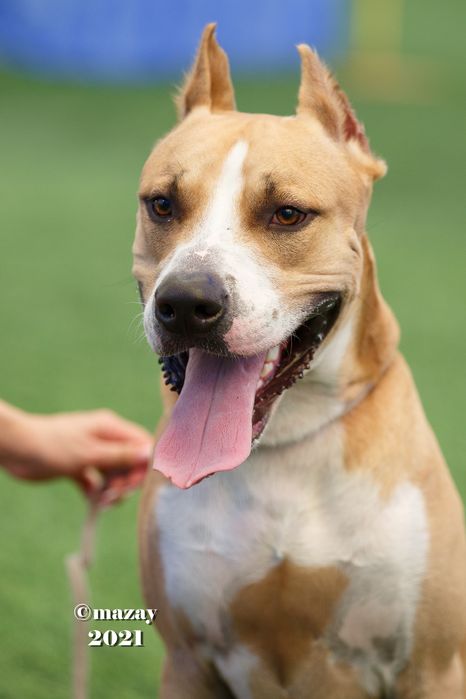 Ищем девочку для вязки