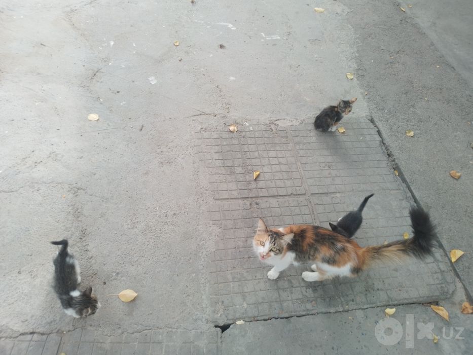 Мушук  болалари т