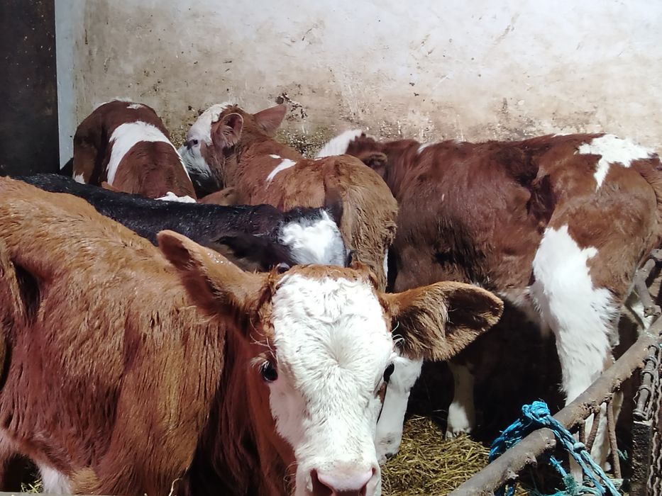 Taurasi baltati și belgieni