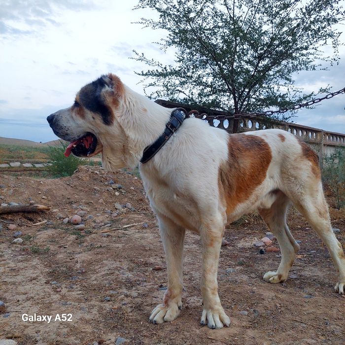 Алабай               .