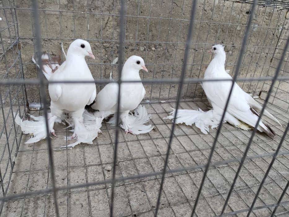 Голуби краснохвостыйе