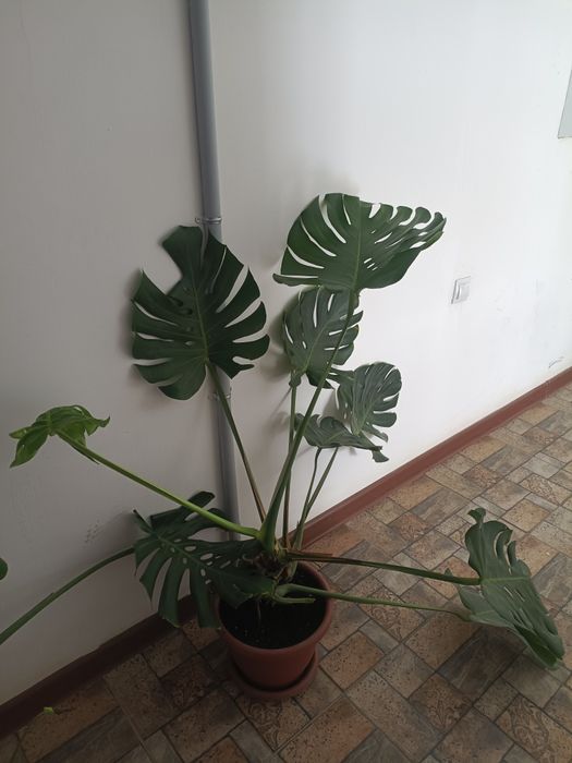 Домашний цветы продам