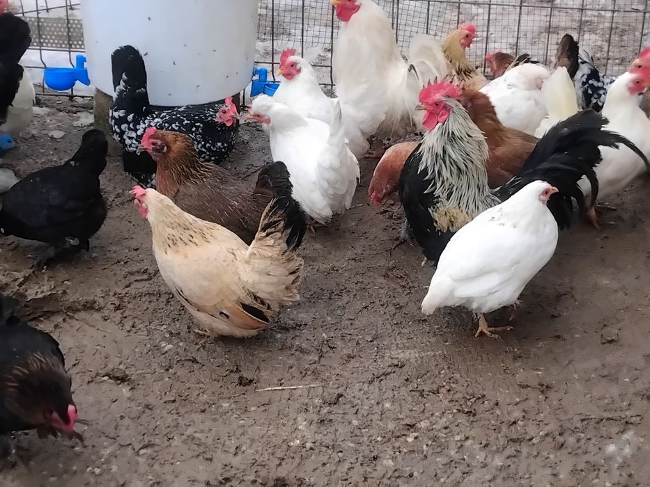 Vând pui si oua gaini pitice si gaini chaboo cu cocoși chaboo.