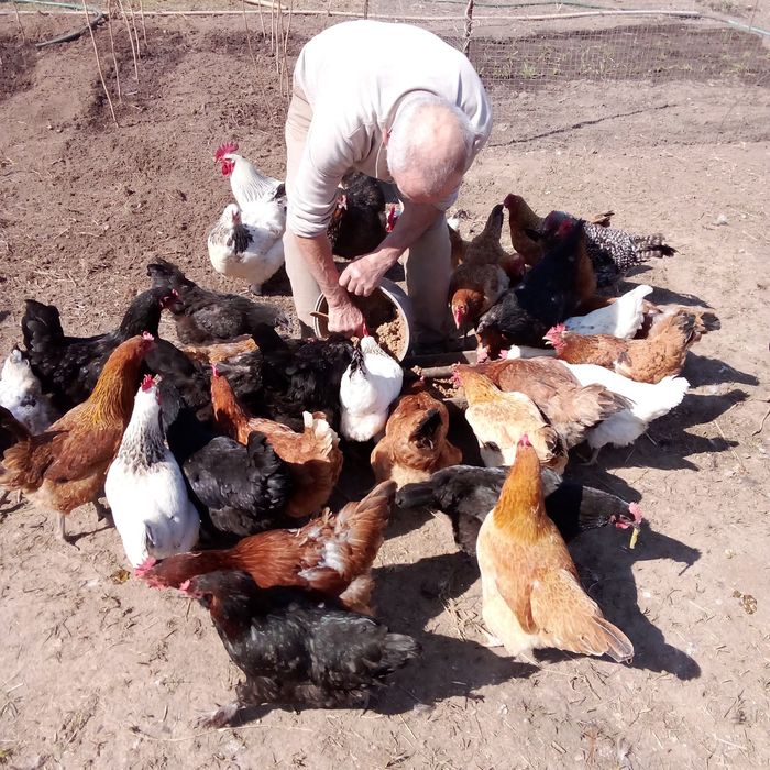 Продам яйца для разведения