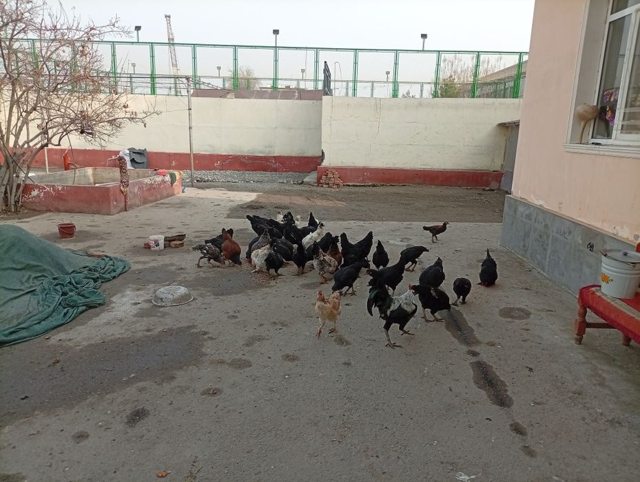 Xonaki uy tovuqlari sotiladi.
