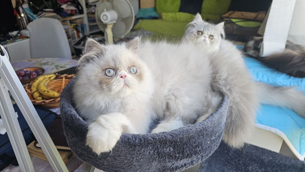 Персийски котенца