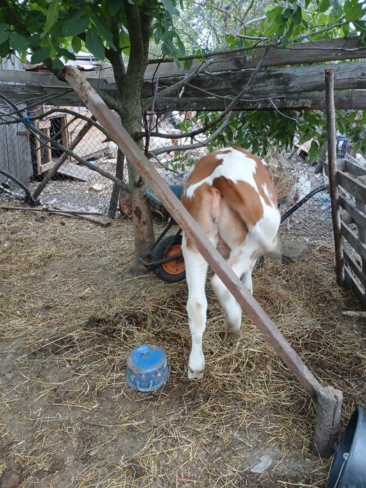 Vând vitea de vaca