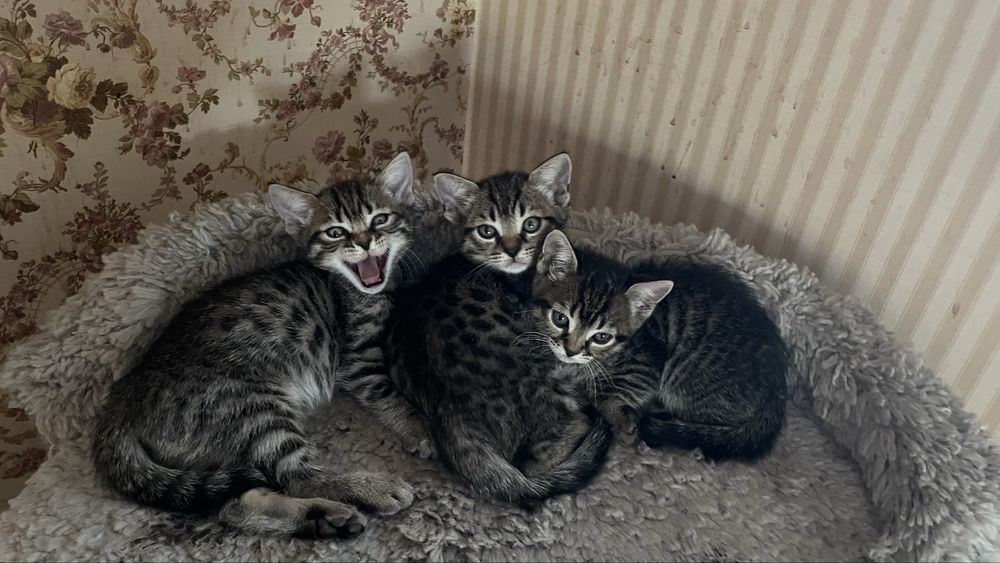 Котята    метисы