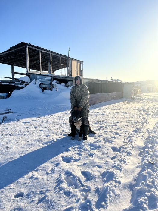 Продам собака тигр