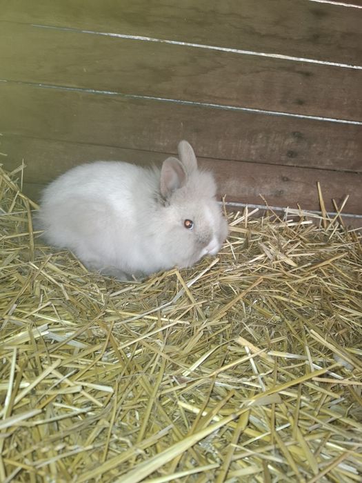 Iepurași cap de leu