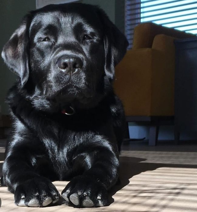 Щенки лабрадора  чёрный бриллиант