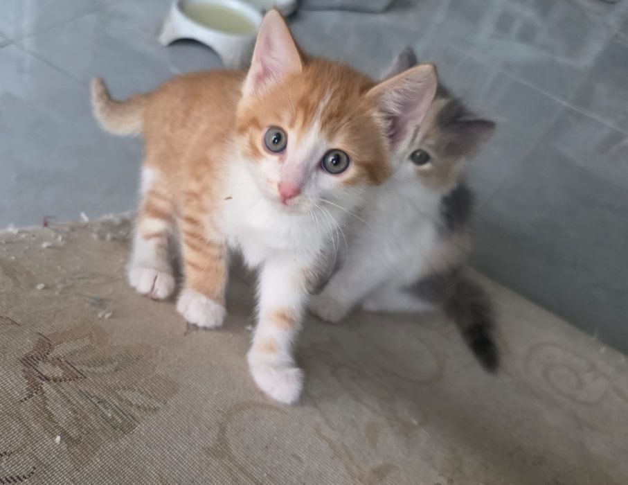 Котята в хорошие руки