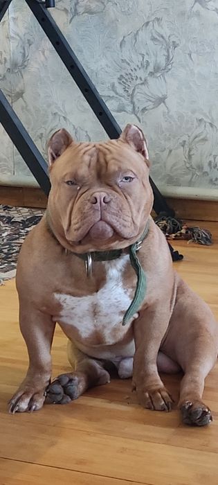 Американский булли. Родословная АВКС.