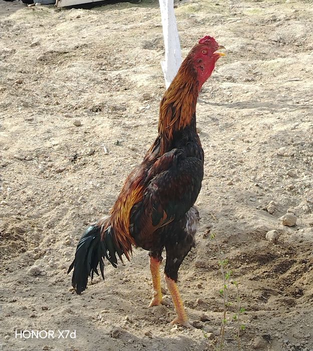 Dakang xuroz asl zot