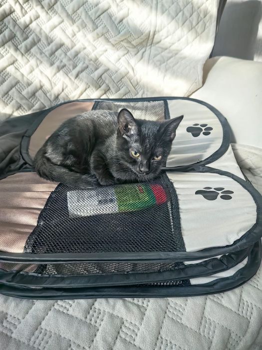 Отдам котика в добрые руки