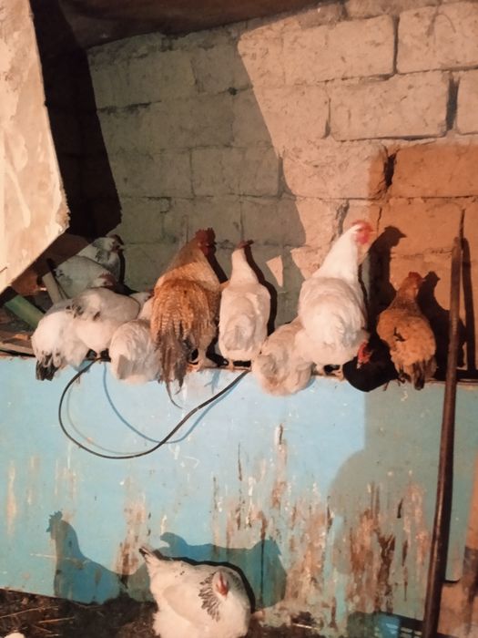 Кури Адлер продается домашные