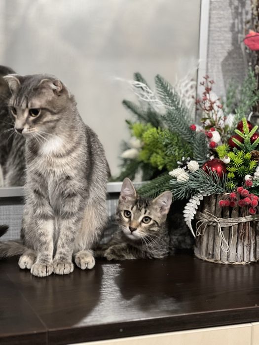 Отдам кошечку-девочка в доьрые руки