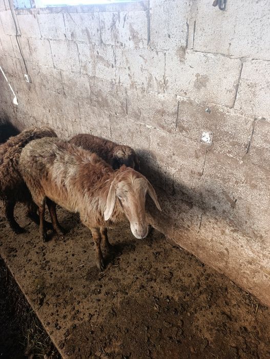 Продаются матки с ягнятами.